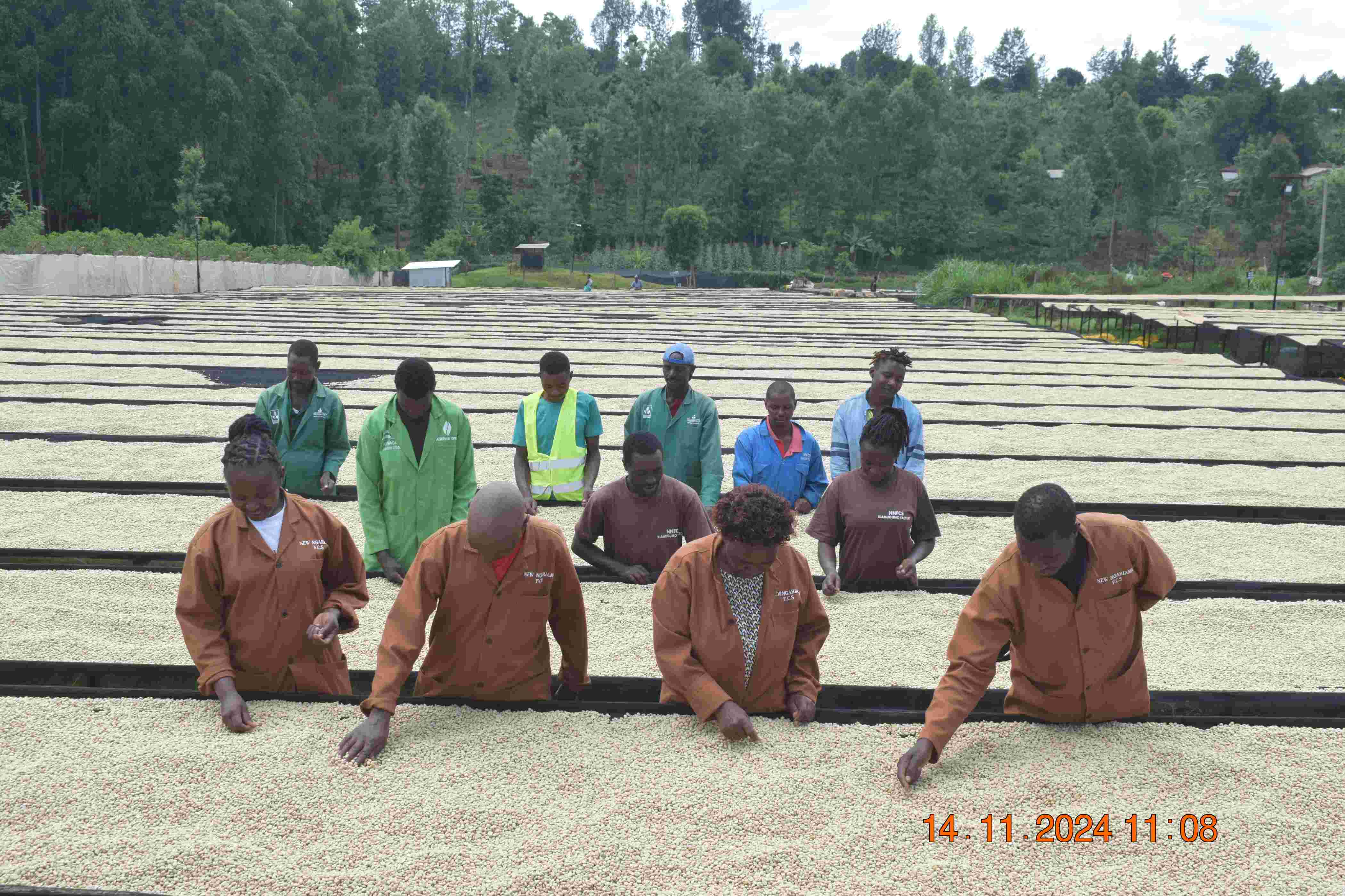 coffee farming about